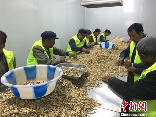 圖為定西市渭源縣農戶分揀中藥材切片。(資料圖) 張婧 攝