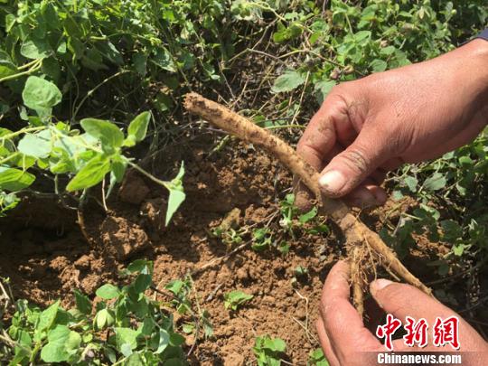 圖為定西市渭源縣農民種植的中藥材挖掘展示。(資料圖) 張婧 攝
